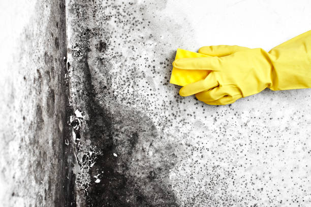 Professional Mold Removal in Rancho Cucamonga, CA
