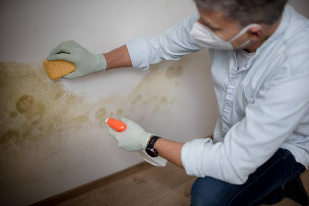 Best Mold Remediation Services  in Rancho Cumonga, CA