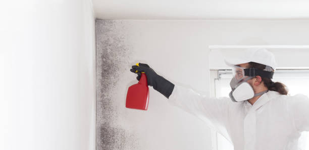 Best Best Mold Removal Companies  in Rancho Cumonga, CA