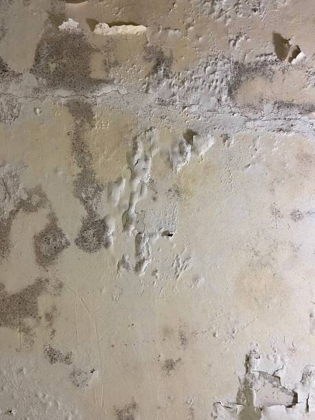 Best Toxic Mold Removal  in Rancho Cumonga, CA