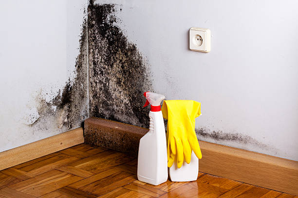 Best Local Mold Removal Service  in Rancho Cumonga, CA