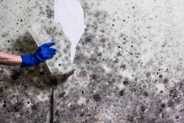 Mold Testing and Removal in Rancho Cucamonga, CA